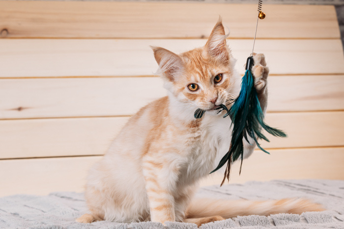 Kattenspeeltjes